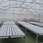 Greenhouse Hidroponik Skala Bisnis