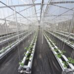 Greenhouse Hidroponik Melon NFT Skala Bisnis