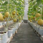 greenhouse hidroponik fertigasi irigasi tetes melon