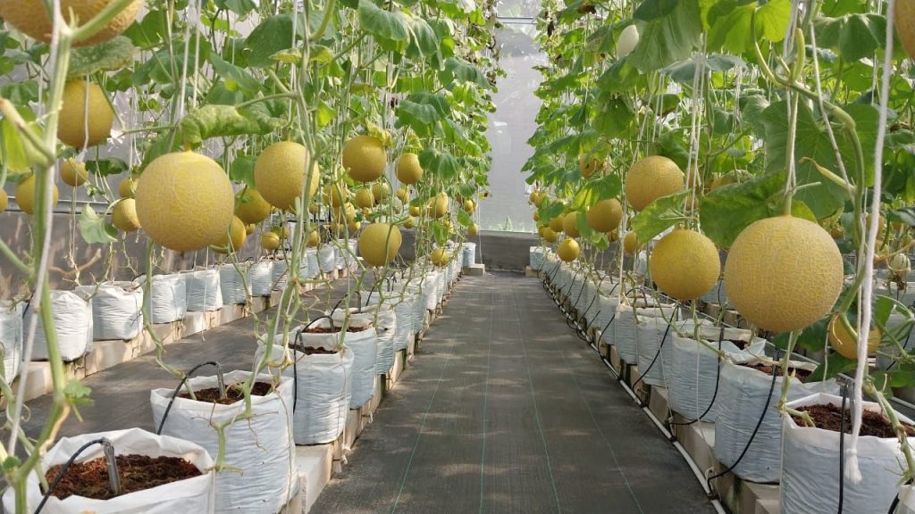 Jasa Pembuatan Green House Terdekat & Profesional